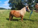 Knappe 3 jarige Shetlander merrie .Dragend voor 2026, Merrie, A pony (tot 1.17m), Recreatiepony