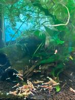 Red Fancy Tiger Garnalen, Ophalen, Zo goed als nieuw, Leeg aquarium