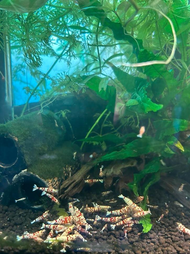 Red Fancy Tiger Garnalen, Dieren en Toebehoren, Vissen | Aquaria en Toebehoren, Zo goed als nieuw, Leeg aquarium, Ophalen