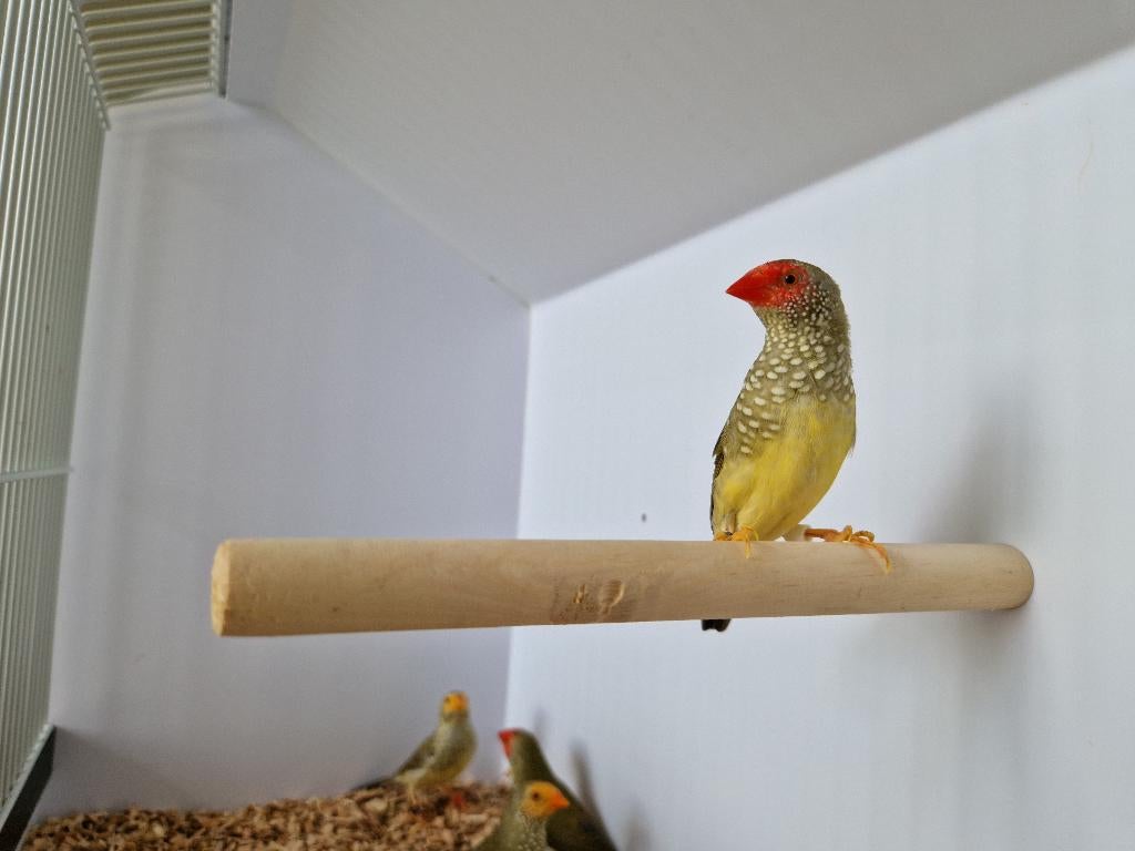 Binsenastrilde roodkop |Tropische vogels | Passend advies, Dieren en Toebehoren, Vogels | Kanaries, Meerdere dieren, Kleurkanarie