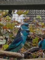 Barnard pop gezocht, Dieren en Toebehoren, Vogels | Parkieten en Papegaaien, Parkiet, Vrouwelijk