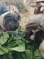 Cavia's op zoek naar nieuw huisje, Dieren en Toebehoren, Knaagdieren, Mei, Meerdere dieren, Cavia