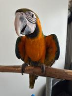 Harligold ara man, Dieren en Toebehoren, Vogels | Parkieten en Papegaaien, Mannelijk, Papegaai, Geringd