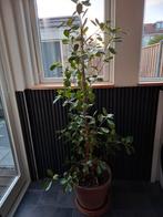 Ficus met terracotta pot 158 plant 35 pot, Ophalen, Ficus, Halfschaduw, Minder dan 100 cm