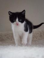 3 kitten te koop, Dieren en Toebehoren, Katten en Kittens | Overige Katten, Meerdere dieren