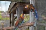 koppels mutatie pennant rosella's, Dieren en Toebehoren, Meerdere dieren, Parkiet, Geringd