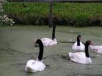 Zwarthals zwanen | Losse mannen te koop | Mooie zwanen, Dieren en Toebehoren, Meerdere dieren, Gans of Zwaan
