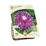 Biologische Dahlia 'Vancouver', Ophalen of Verzenden, Vaste plant, Overige soorten, Halfschaduw