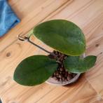 hoya australis lisa nr 94, Huis en Inrichting, Ophalen of Verzenden, Halfschaduw, Minder dan 100 cm