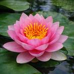 Waterlelie, Ophalen, Gebruikt