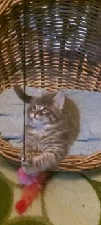 Maine Coon kittens, Dieren en Toebehoren, Katten en Kittens | Raskatten | Langhaar, Gechipt, Meerdere dieren, 0 tot 2 jaar