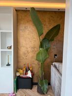 Strelitzia binnen plant zeer gezond, Huis en Inrichting, Kamerplanten, Ophalen, Overige soorten, 200 cm of meer