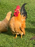 3 prachtige chabo haantjes, Dieren en Toebehoren, Pluimvee, Mannelijk, Kip