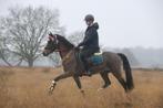 Gezocht: Verzorgpony of verzorgpaard (of bijrijdpaard), Dieren en Toebehoren, Ophalen