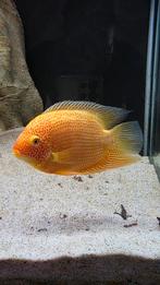 Heros severum gold red spotted, Dieren en Toebehoren, Vissen | Aquariumvissen, Vis, Zoetwatervis, Schoolvis