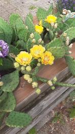 opuntia schijf winterhard ongeworteld, Ophalen of Verzenden, Cactus, Minder dan 100 cm, Bloeiende kamerplant