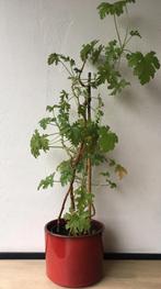 vintage unieke jaren ‘50 bloempot rood kleurrijke diverse, Tuin en Terras, Bloempotten, Rond, Binnen, Ophalen of Verzenden, Zo goed als nieuw