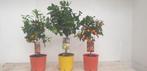 Citrusbomen, Tuin en Terras, Planten | Fruitbomen, Citroenboom, Halfschaduw, Minder dan 100 cm, Ophalen