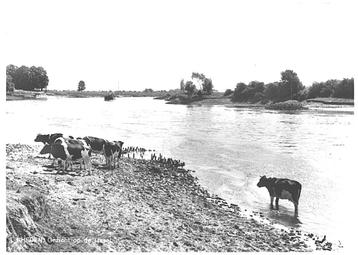 963846	Rheden	IJssel 1972 Gld	Koe	Leuke Oude kaart onbeschre beschikbaar voor biedingen