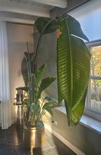 Strelitzia XL - Paradijsvogelplant, Huis en Inrichting, Kamerplanten, Ophalen, 200 cm of meer, Overige soorten, Halfschaduw