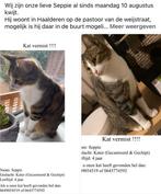 Onze lieve Seppie is vermist, HAALDEREN, Dieren en Toebehoren, Vermiste en Gevonden Dieren, Kat