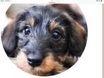 Gezocht kaninchen ruwhaar teckel pup, Dieren en Toebehoren, Honden | Teckels en Dashonden, Kaninchen, 8 tot 15 weken, Teef, Eén hond