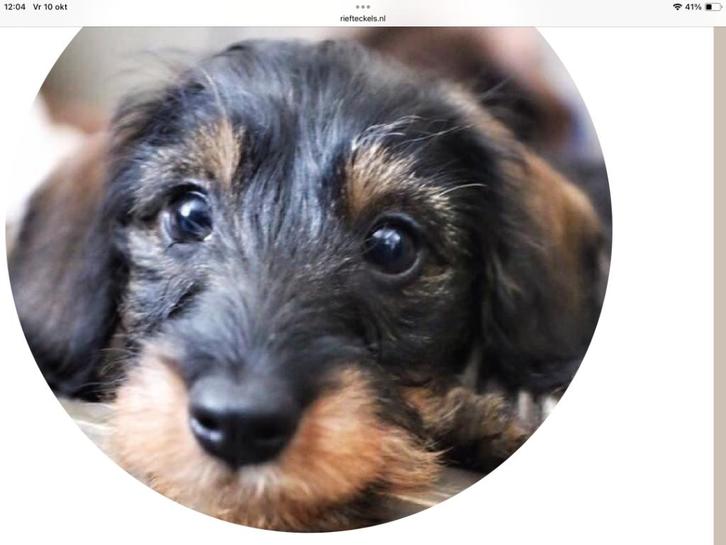 Gezocht kaninchen ruwhaar teckel pup, Dieren en Toebehoren, Honden | Teckels en Dashonden, Teef, Ruwhaar, Kaninchen, Fokker | Hobbymatig