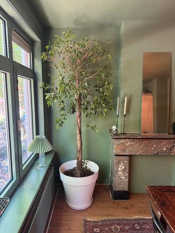 Bijzondere Ficus Benjamina op stam - 2.60m - Treurvijg beschikbaar voor biedingen