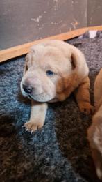 Sharpei pups, Overige rassen, Meerdere, Meerdere dieren, Nederland