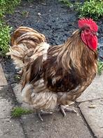 Orpington groot choco 12 weken, Dieren en Toebehoren, Meerdere dieren, Kip