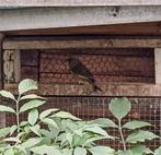 Groenvinken, Dieren en Toebehoren, Vogels | Overige Vogels, Meerdere dieren, Wildzangvogel, Geringd