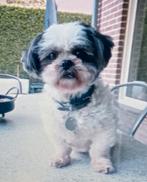 Gratis hondje gezocht wegen overlijden van mijn hondje, Rabiës (hondsdolheid), Reu, 1 tot 2 jaar, Eén hond