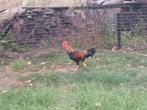 Leghorn patrijs hanen, Mannelijk, Kip