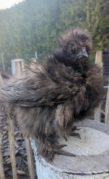 Prachtige usa zijdehoenders hennen frizzle en zijdeveer beschikbaar voor biedingen