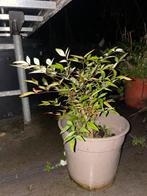 Te koop aangeboden Hemelse bamboe, Nandina domestica., Overige soorten, Vaste plant, Ophalen of Verzenden, Halfschaduw