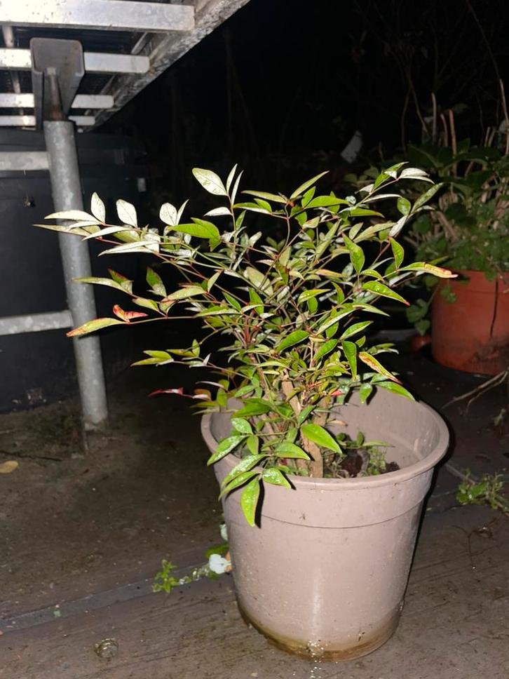 Te koop aangeboden Hemelse bamboe, Nandina domestica., Tuin en Terras, Planten | Tuinplanten, Vaste plant, Overige soorten, Halfschaduw