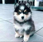 Gezonde Pomsky pups , mini Husky, blue eyes, Health Breeding, Dieren en Toebehoren, Nederland, CDV (hondenziekte), 8 tot 15 weken