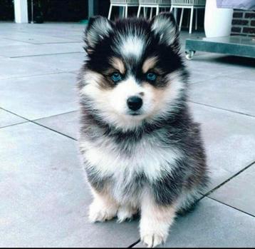 Gezonde Pomsky pups , mini Husky, blue eyes, Health Breeding beschikbaar voor biedingen