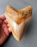 *High end* Megalodon tand 14cm, Ophalen of Verzenden, Fossiel