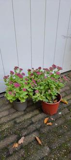 Herbstfreude, Volle zon, Vaste plant, Herfst, Ophalen