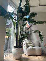 Strelitzia plant XXL 240 cm, Huis en Inrichting, Kamerplanten, Ophalen, Overige soorten, 200 cm of meer