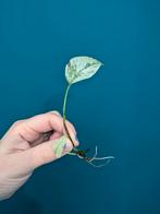 Monstera Laniata Mint (geworteld), Ophalen of Verzenden, Halfschaduw, Minder dan 100 cm