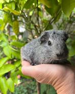 Cavia beertje zilveragouti TDD, Dieren en Toebehoren, Knaagdieren, Cavia, Juni, Mannelijk, Tam