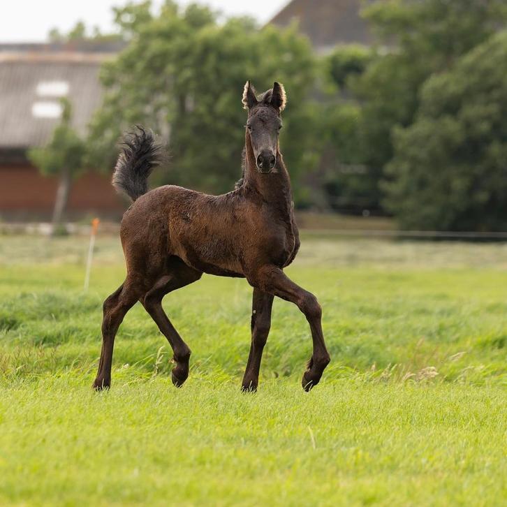Charmant fries hengst veulen (1ste premie), Dieren en Toebehoren, Paarden, Hengst, Niet van toepassing, Minder dan 160 cm, 0 tot 2 jaar