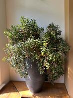 Zeer grote en oude crassula ovata  - jadeplant, Huis en Inrichting, Ophalen, Overige soorten