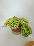 Maranta plant, Huis en Inrichting, Kamerplanten, Ophalen, Vetplant, Halfschaduw, In pot