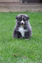 Akita inu, Dieren en Toebehoren, Rabiës (hondsdolheid), 8 tot 15 weken, Buitenland, Meerdere