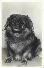 Pekinees-Prachtige oude fotokaart 1933-fotograaf A. Vigevano, Gelopen, Ophalen of Verzenden, 1920 tot 1940, Hond of Kat