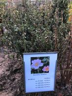 Hondsroos (Rosa canina) - Prachtige wilde roos, Volle zon, Vaste plant, Zomer, Ophalen