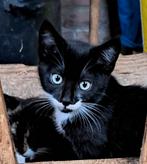 Supermooie Boerderij Kittens